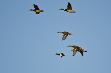 Flock of Ducks Flying in a Blue Sky