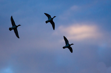 Silhouetted Ducks Flying in the Sunset Sky