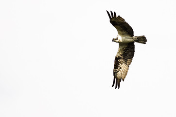 Lone Osprey Flying on a White Background
