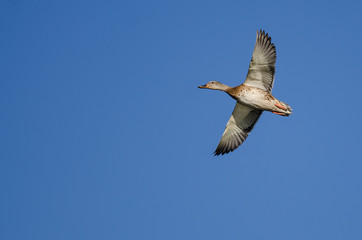 Fototapeta na wymiar Female Mallard Duck Flying in a Blue Sky