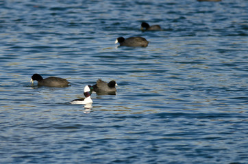 Bufflehead Swimming in the Lake Among the Mud Hens