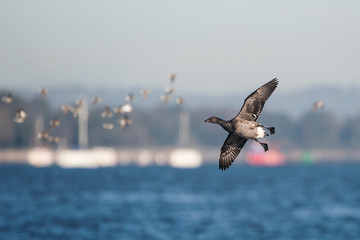 Brent Goose, Branta bernicla - Dawlish Warren, England