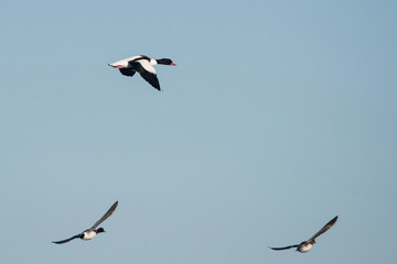 Shelduck, Common Shelduck and Eurasian Wigeon, Wigeon