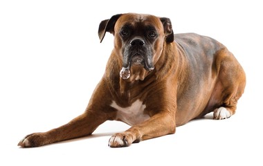 Boxer Dog 