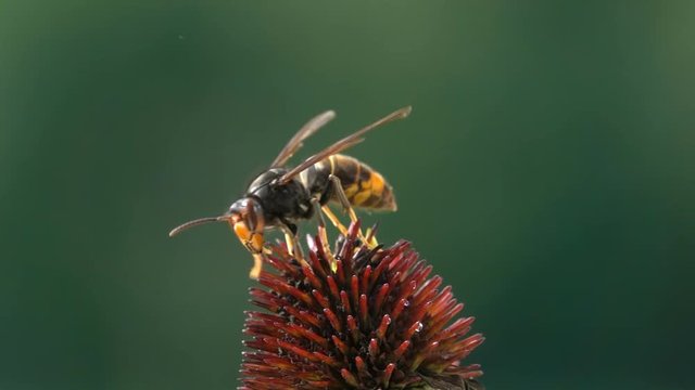 Nature big wasp hornet