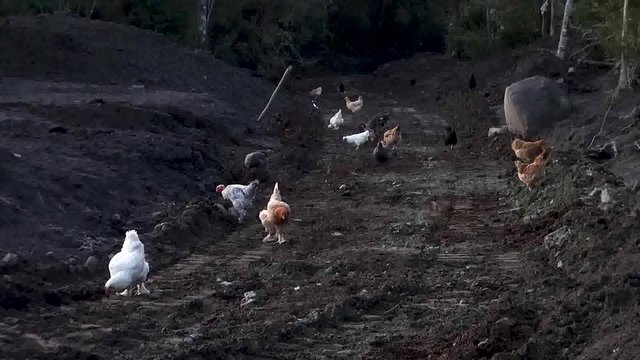 Chickens looking for food in a land covered by volcanic lahar  after Calbuco Volcano eruption.