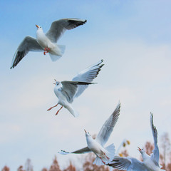 カモメの餌争奪戦