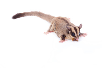 Obraz premium Female sugar glider eating roast insect on the floor isolate on white.