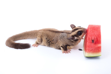 Female sugar glider eating watermelon on the floor isolate on white.