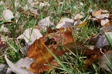 Close up of autumn leaves in a grassy field