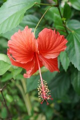 red Hibiscus syriacus flower in nature garden