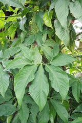 fresh green Syngonium podophyllum plant in nature garden