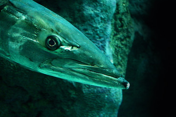 The fierce face of a barracuda underwater in the darkness