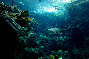 An underwater scene, sharks, fish a large barracuda in blue salt water. 