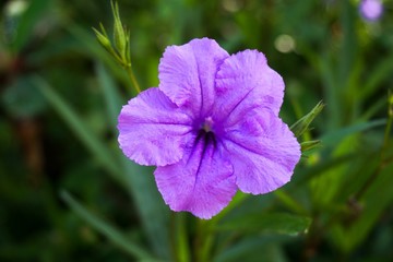 Obraz premium ruellia tuberosa flower in nature garden