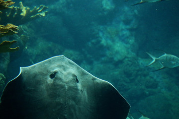 Fototapeta premium A Stingray Swimming Through The Water 