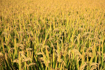 Rice in the field