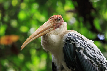 Image of Painted Stork (Mycteria leucocephala) on nature background. Wild Animals. Bird.
