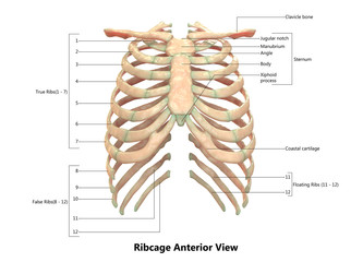 Photos, illustrations et vidéos de "rib cage"