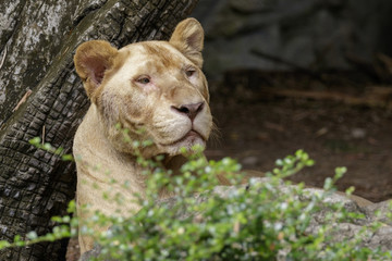Image of a female lion on nature background. Wildlife Animals.
