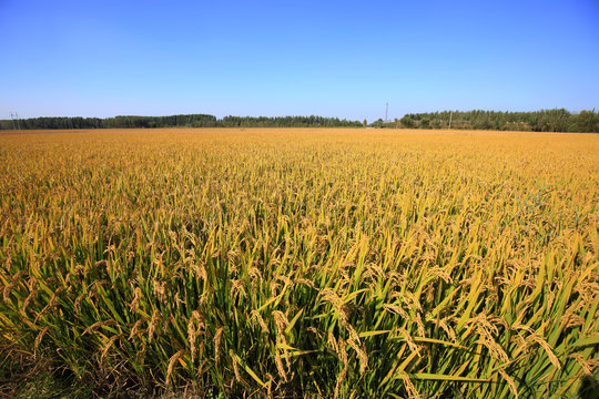 Rice in the field © zhengzaishanchu
