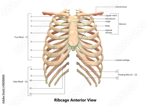 "Human Skeletal System (Rib cage) Anatomy with Detailed Labels Anterior