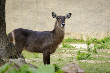 Image of Common Waterbuck (Kobus ellipsiprymnus) on the grass. Wildlife Animals.