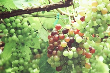 Grapes in vineyard