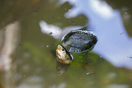 Image of South asian box turtle or Siamese box terrapin (Cuora amboinensis) in the water. Reptile. Animals.