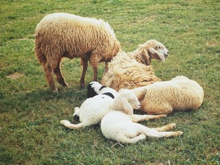 Sheep family in the farm