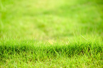 natural backgrounds.spring grass background.Summer meadow with green grass