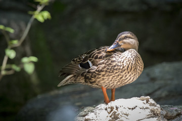 Image of male mallard ducks (Anas platyrhynchos) standing on the rock.