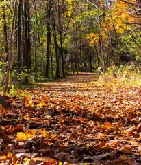 Autumn Leaves in the Forest