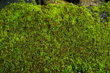 Fototapeta na wymiar Moss grass on rock. green nature background
