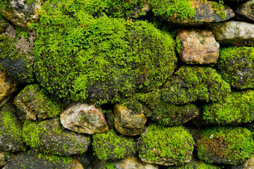 Moss grass on rock. green nature background