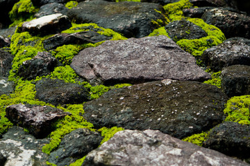 Moss grass on rock. green nature background