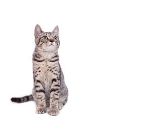 Fototapeta na wymiar Beautiful grey cat isolated on a white