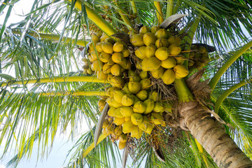 Fototapeta premium coconut fruit