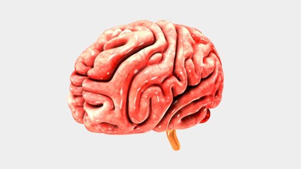 Human Brain