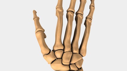 Wrist Bones