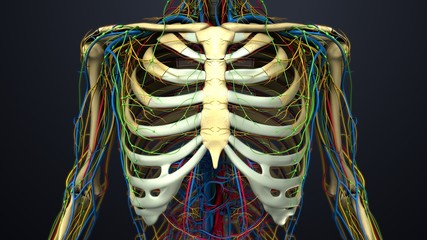 Rib cage with Lymph Nodes
