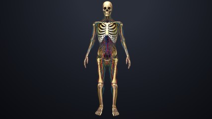 Human Skeleton with blood vessels, nerves, arteries and veins