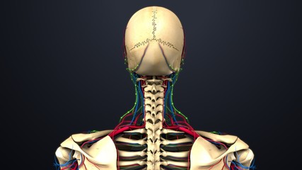 Cervical Vertebrae with blood vessels