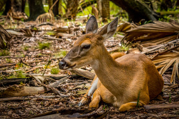 Deer relaxing in the shade, on a hot Florida day