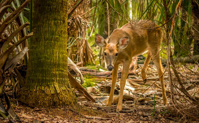 Deer relaxing in the shade, on a hot Florida day