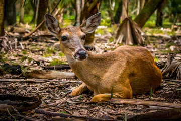 Deer relaxing in the shade, on a hot Florida day