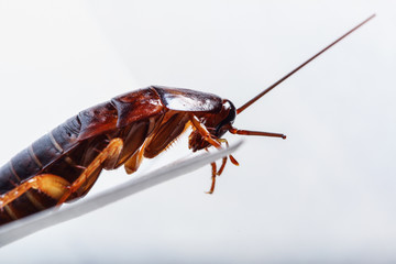 Cockroach brown on white background