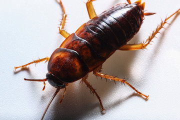 Cockroach brown on white background