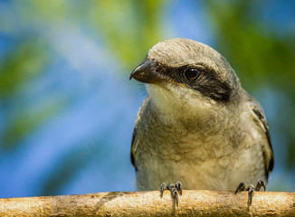 Loggerhead Shrike
