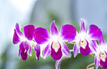 Purple orchids are hatching in the garden in the morning with beautiful fog